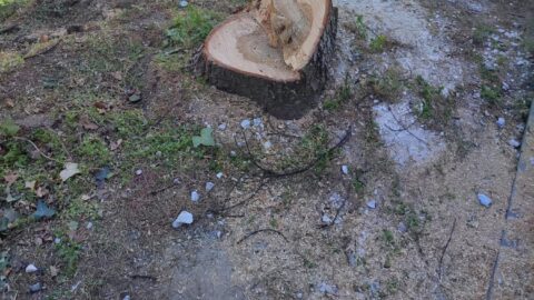 Σύλληψη και επιβολή προστίμου για παράνομη υλοτομία στην περιοχή της Καλλιθέας